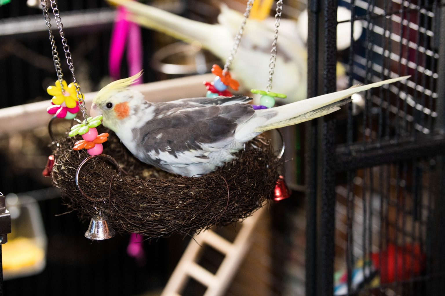 Environmental Enrichment for Your Bird Guides, Business, Reviews and