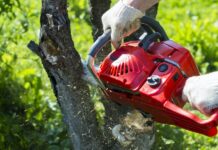 Knowing the Requirement and Process of Tree Removal Services in Detail