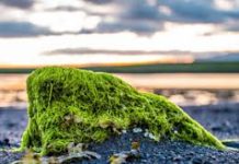 Analysis of COVID-19 on Crisis-driven Growth Opportunities in Algae Market