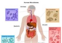 Global Human Microbiome Market To Expand At A Cagr Of 9.80% Over 2018 To 2026