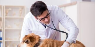 Top Reasons Why Pets Visit Vets In Kinsale