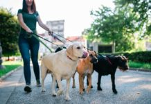 Things to Look For in Professional Home Pet Care Services