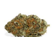 Things that you should always know before buying weed online