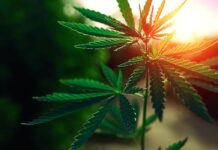 Important Things to Know About a Cannabis Dispensary