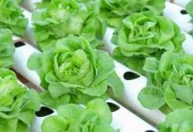 Impact of COVID-19 on Hydroponics Market : Implications on Business Hydroponics Market