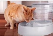Pet Water Fountain Market Projected to Experience Major Revenue Boost During the Period Between 2019 -2028