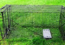 How to Choose the Right and Humane Dog Trap How to Choose the Right and Humane Dog Trap