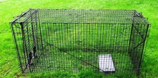 How to Choose the Right and Humane Dog Trap