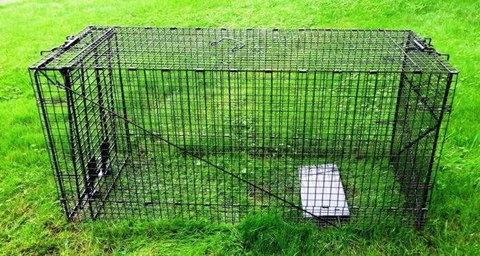 How to Choose the Right and Humane Dog Trap - Guides, Business, Reviews ...