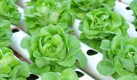 Global Hydroponics Market
