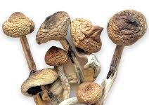 Things To Avoid When Using Mushrooms