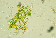 Single Cell Protein Market Research by Key players, and Application,Future Growth to 2030