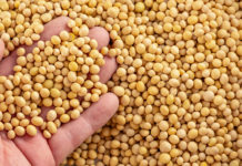 Soybean Market is expected to report a healthy rise at a CAGR of 5.00%