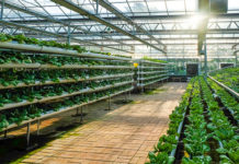 GMO Crops and Seeds Market To Reach US$36,653.2 mn by 2024 | CAGR 8.3%