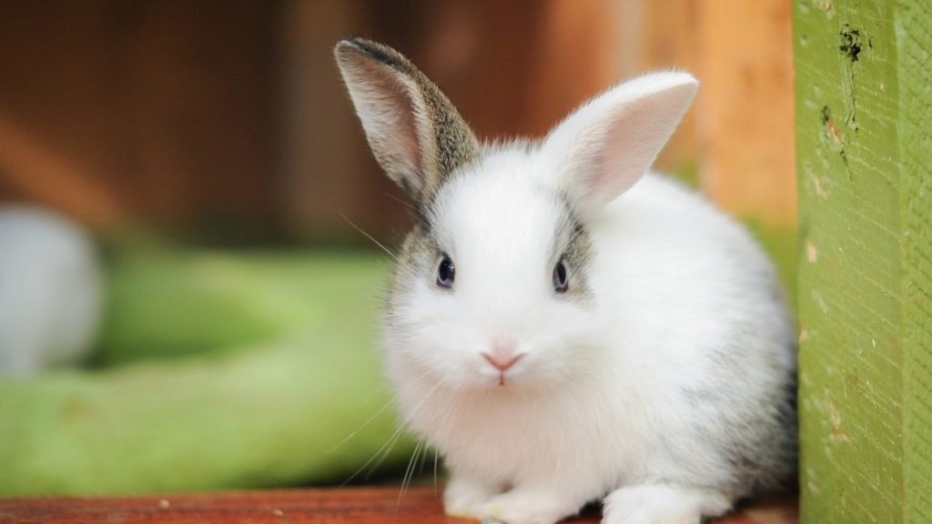 Rabbits Rabbits As Indoor Pets Guides,Business,Reviews and Technology