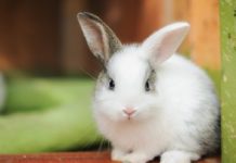 Rabbits