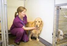 Companion Animal Diagnostics Market Growth Trends, Size, Share, Opportunities, Revenue, Regional Outlook, Industry Demand Forecast To 2027