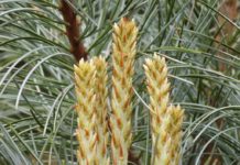 What You Should Know About Conifers