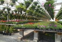 How to Start an Outdoor Plant Care Business Outdoor Plant Care Business