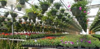 Outdoor Plant Care Business