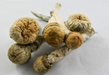 Why Buy Shrooms Online From Reputed Online Sellers?