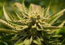CBD Hemp Flower