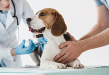 Veterinary Hematology Analyzers Market to Perceive Substantial Growth by the End 2024