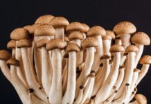Top 4 Facts That A Person Must Know About Penis Envy Mushroom