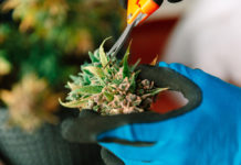 A Look At The Health Benefits Of Medicinal Marijuana