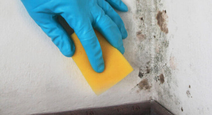 removing-mold-on-wall-750x410