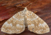 how to get rid of moths