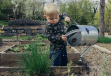 Building a Vegetable Patch: 5 Easy-to-Grow Plants to Grow Building a Vegetable Patch: 5 Easy-to-Grow Plants to Grow