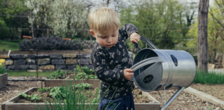 Building a Vegetable Patch: 5 Easy-to-Grow Plants to Grow