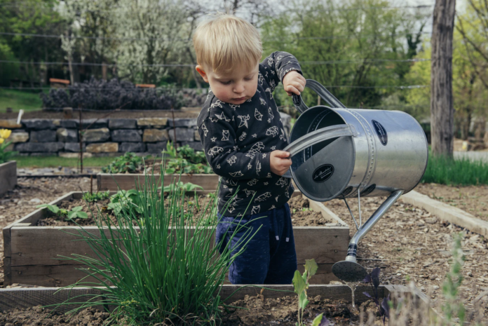 Building a Vegetable Patch: 5 Easy-to-Grow Plants to Grow