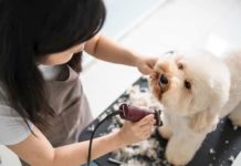 Various Benefits Of Professional Dog Grooming
