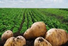Latest TMR Report Explores Impact of COVID-19 Outbreak on Dehydrated Potato Products Market