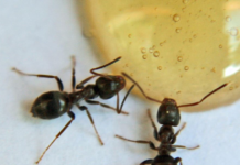 Pest Management Services – Uncovering The Three Benefits