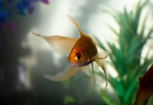 Commercial Ornamental Fish Market Size, Company Revenue Share, Key Drivers & Trend Analysis, 2027