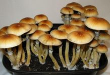 Meaning and Worth of Penis Envy Cubensis