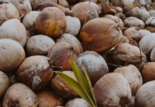 Palm Oil Market Revenue Share, Growth Factors, Trends, Analysis & Forecast, 2026