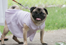 Everything to know about Stylish and Unique Dog Dresses