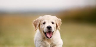 veterinarian