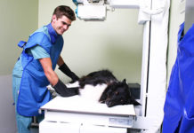 Veterinary Artificial Insemination Market Predicted to Witness Surge in The Near Future