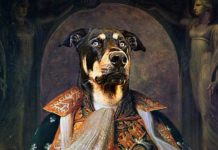 Best DIY Art Paint by Number Pet Paintings Kit