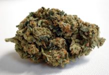 Types and Uses of Weed Canada