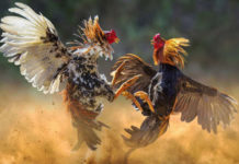 Now you can play online gambling on Gamecock (ไก่ชน) with Nanabet