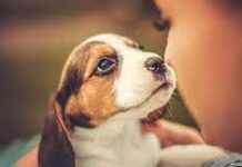 Pets