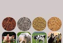 Animal Feed Probiotics Market