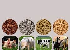 Animal Feed Probiotics Market