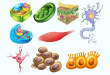 Class 11 Biology